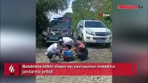 Bataklıkta bitkin düşen ayı yavrusunun imdadına jandarma yetişti