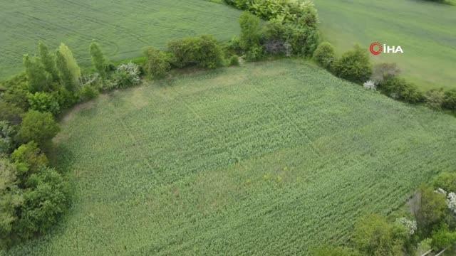 Hububatta rekolte artışı bekleniyor