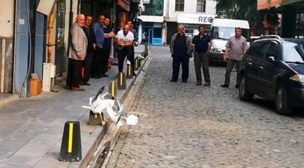 Ekmeği bölüşemeyen martılar hararetli kavgaya tutuştu, Trabzonlu vatandaşlar nasihat verdi