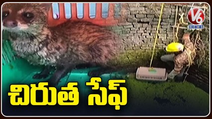 Fire Department Officials Recuse Leopard From Well In Sambalpur _ Odisha _ V6 News