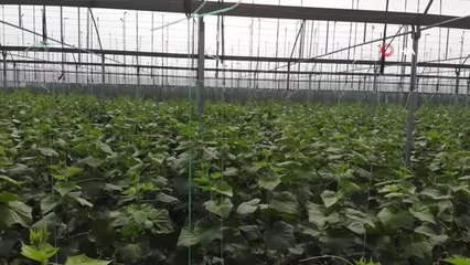 Seralarda üretilen taze salatalık tezgahlardaki yerini aldı