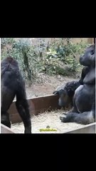 vidio lucu hewan part4