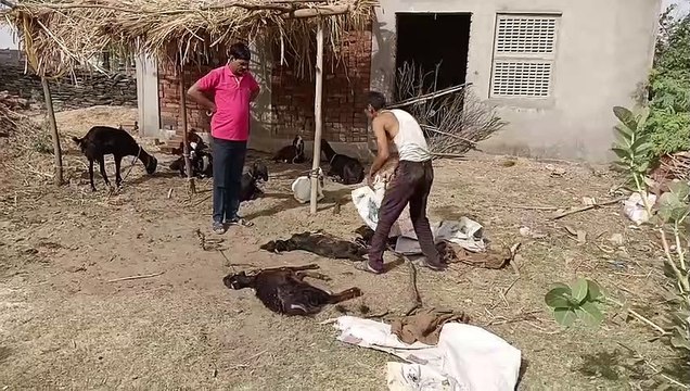 Video : जरख ने किया तीन बकरों का शिकार, ग्रामीणों में दहशत का माहौल