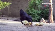 Ördek yavrularına tavuktan anne şefkati