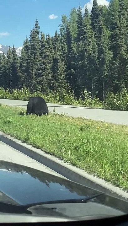 Frustrated Momma Bear Tosses Cub to Get it Across Road Safely