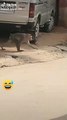 Super Funny Animal Video that Will Make You Laugh Out Loud _ Keep Laughing _ Funny Animal Videos