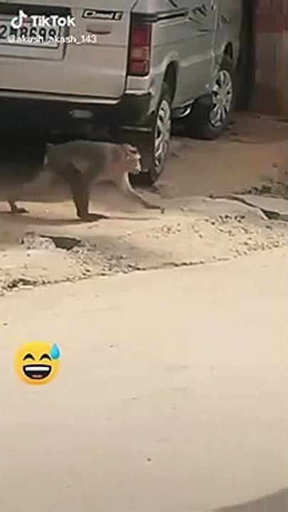 Super Funny Animal Video that Will Make You Laugh Out Loud _ Keep Laughing _ Funny Animal Videos