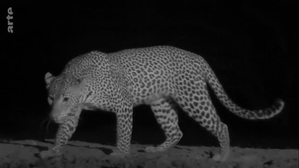 Tanzanie, vie et mort autour d'un point d'eau : Episode 1