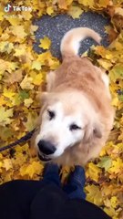 HAPPY DOG_ Funny Animal Videos