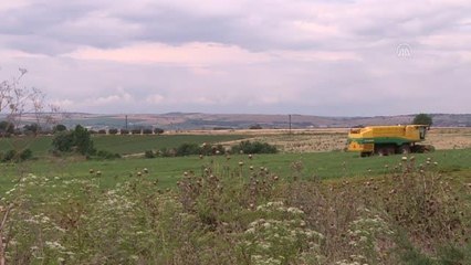Ekim alanı artan bezelyede 40 bin ton rekolte bekleniyor