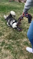 Reeling in a Husky Fish