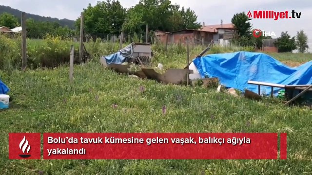 Tavuk kümesine gelen vaşak, balıkçı ağıyla yakalandı