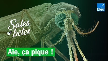 Moustiques, vives, taons : ces sales bêtes pourrissent notre été