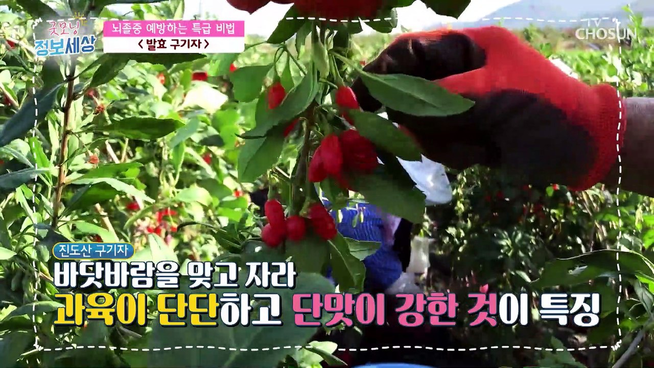 뇌졸중 예방하는 건강 비법 ‘진시황의 불로초’ ✦OOOOO✦ TV CHOSUN 220...