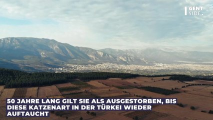 50 Jahre lang gilt sie als ausgestorben, bis diese Katzenart in der Türkei wieder auftaucht