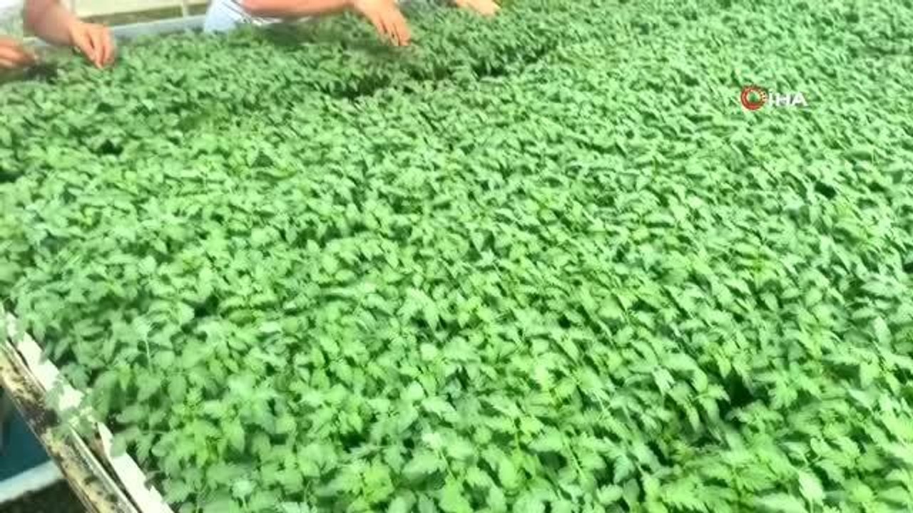 Yeni sezonun gözdesi yine domates olacak: Üretici en fazla domates fidesi sipariş ediyor