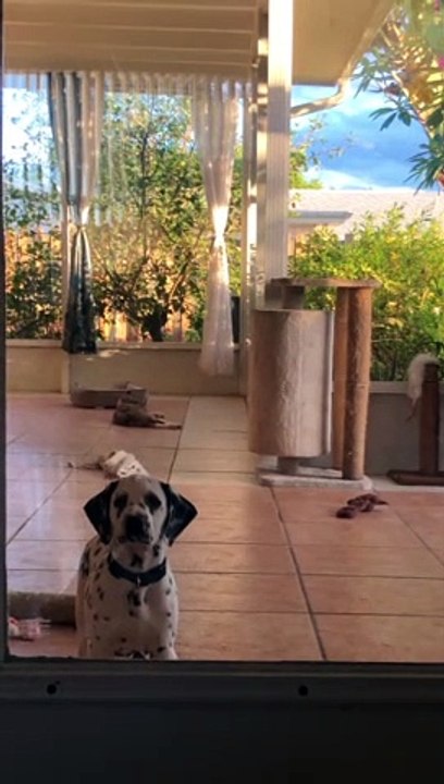 Hairless Cat Wants Away From Puppy