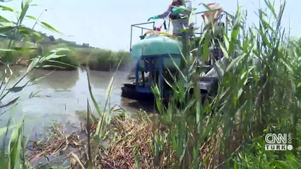 Türkiye'de Asya kaplan sivrisineği tehlikesi