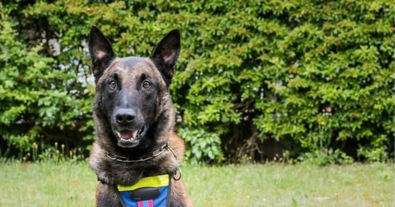 Sarthe : après plus de 300 interventions, ce chien gendarme nommé Messi a été décoré d'une médaille pour « service rendus »