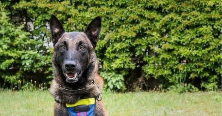 Sarthe : après plus de 300 interventions, ce chien gendarme nommé Messi a été décoré d'une médaille pour « service rendus »