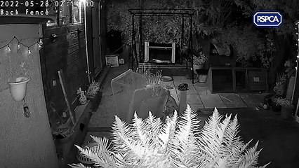 RSPCA appealing for witnesses after tiny 'defenceless' kitten was thrown over a fence and killed in Hampshire