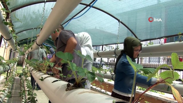Atıl malzemelerle çilek serası kuruldu: Ücretler bakın nereye verilecek