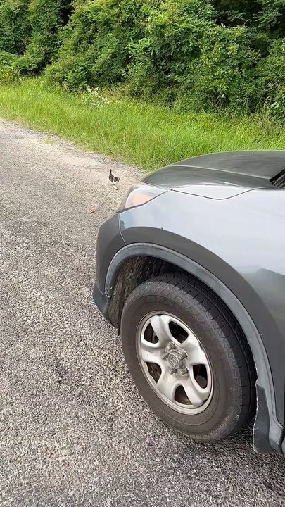 Guy Saving a Kitten Gets Ambushed by a Group of Them