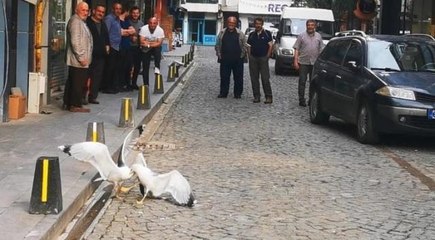 Martıların kavgasını film izler gibi izlediler