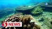 Corals planted to protect marine ecosystem in Hainan