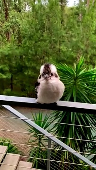 Fluffy the Kookaburra