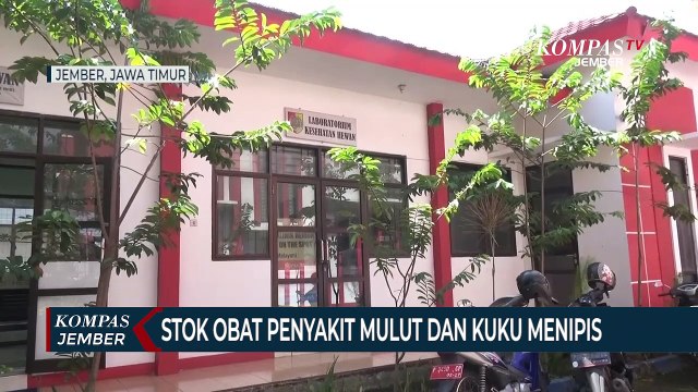 Stok Obat untuk Hewan Ternak yang Terserang PMK Menipis