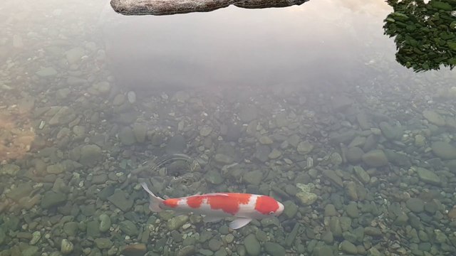 Carpes de l'étang du campus Keimyung (1/3)