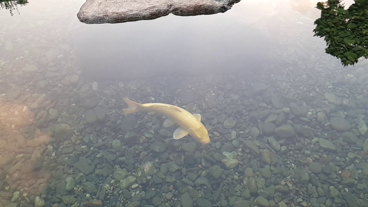 Carpes de l'étang du campus Keimyung (2/3)