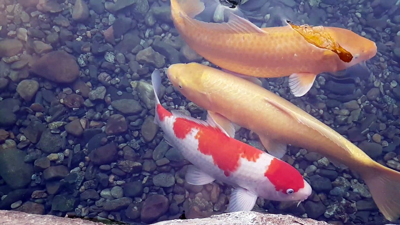 Carpes de l'étang du campus Keimyung (3/3)