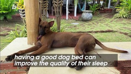 Beds That Will Improve Your Dog’s Quality of Sleep
