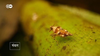 छोटे से कीड़े का बड़ा काम