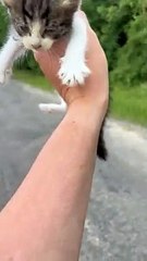 Guy Saving a Kitten Gets Ambushed by a Group of Them