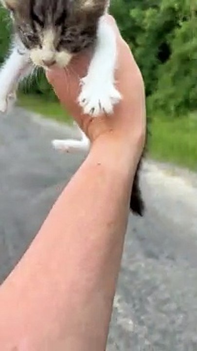 Guy Saving a Kitten Gets Ambushed by a Group of Them