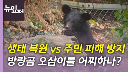 [뉴있저] 곰 생태 복원 vs 대민 피해 방지...고민에 빠진 환경부 / YTN
