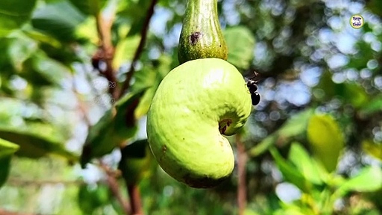 काजू फल से काजू निकालने का गांव वाला तरीका _Cashew nut extracting at home  / cashew processing