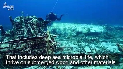 There Are Millions of Shipwrecks Around the World, Here’s How They’re Changing the Oceans