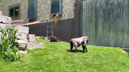 Silly Gorilla Rolls Down Hill