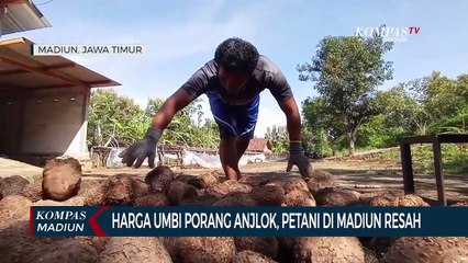 Harga Umbi Porang Anjlok, Petani Di Madiun Resah