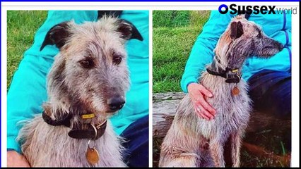 Sussex Daily Bulletin 9 June