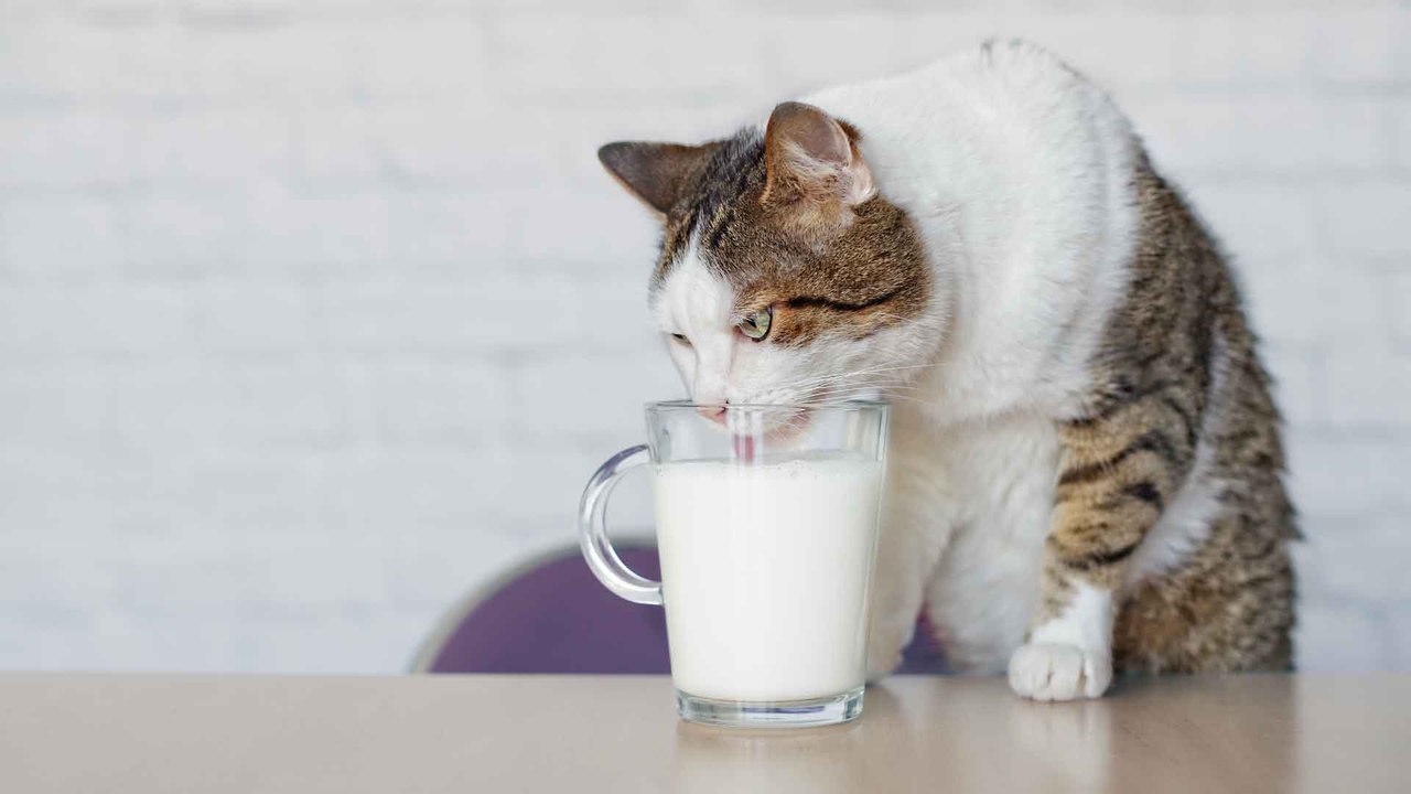Katzen und Milch: Verträgt sich das eigentlich?