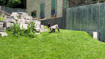 Silly Gorilla Rolls Down Hill