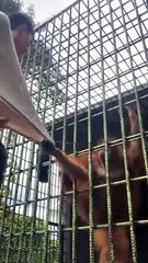 Un orang-outan veut faire un câlin