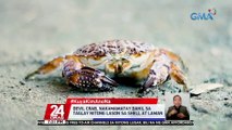 #KuyaKimAnoNa?: Devil crab, nakamamatay dahil sa taglay nitong lason sa shell at laman | 24 Oras