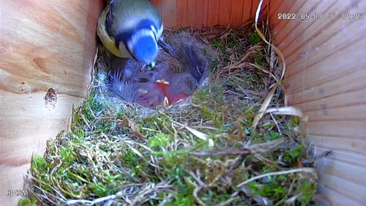 Bird's eye video