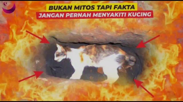 Bukan Mitos !! Hati - Hati Ini Alasan Sebenarnya Mengapa Kucing Harus Di Kubur Dalam Islam ?